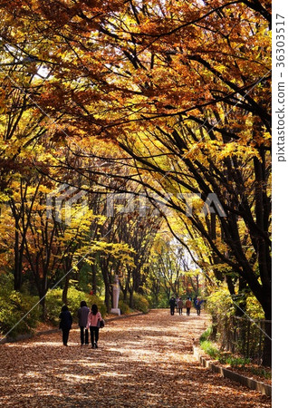 （秋天/秋葉）安山自然公園的一排櫸樹 [韓國/首爾] 36303517