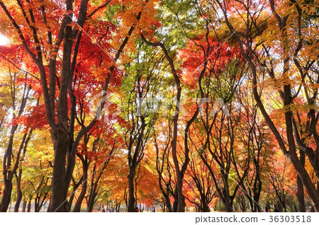 養西市民森林公園的秋葉 [韓國/首爾] 36303518