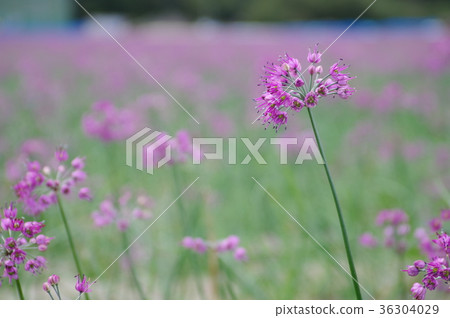 Lucky flowers 36304029