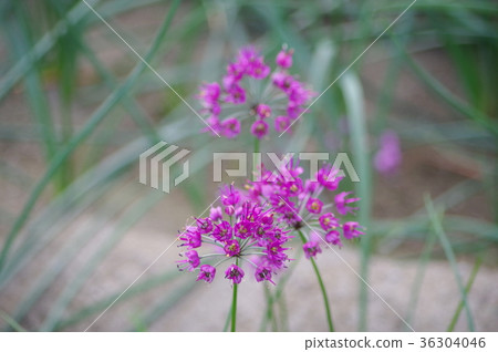 幸運的花朵 36304046