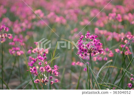 Lucky flowers 36304052