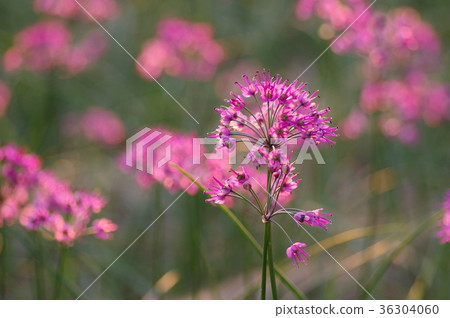 Lucky flowers 36304060