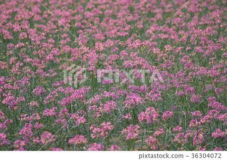 Lucky flowers 36304072