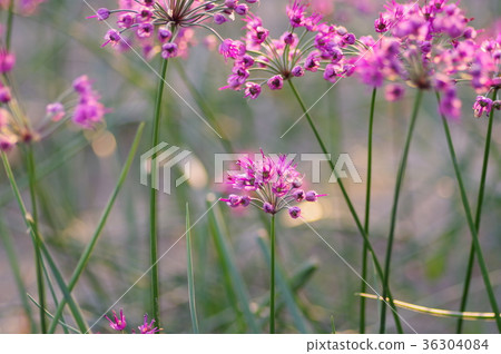 Lucky flowers 36304084