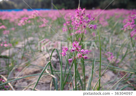 Lucky flowers 36304097