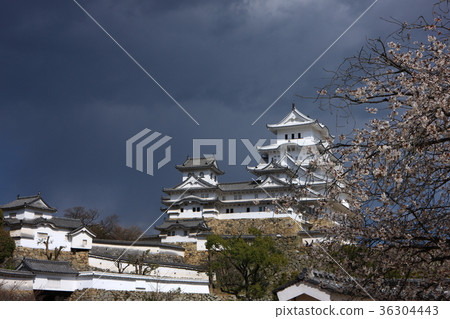 Cherry blossoms at Himeji castle Cherry blossoms at Himeji castle 36304443