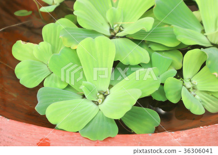 Water hyacinth or Water Lettuce 36306041