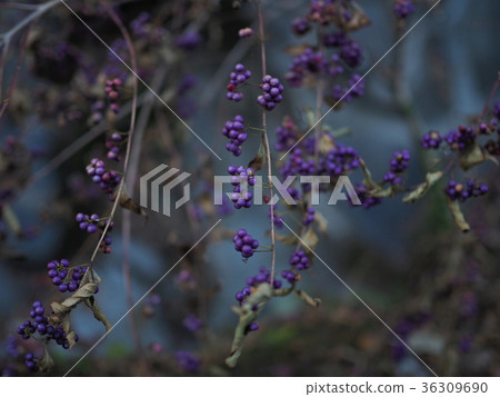 Purple fruit Purple fruit 36309690