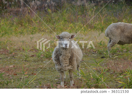 A sheep 36311530