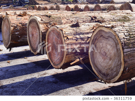 Cedar Cedar 36311759