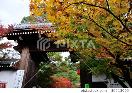 Eikyu of autumn 36313003