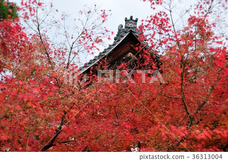 秋天的Eikyu 36313004