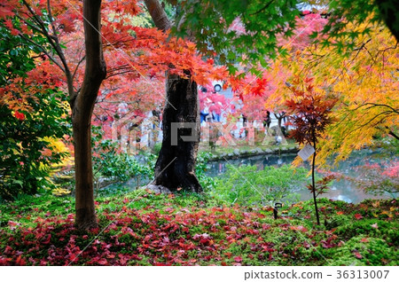 Eikyu of autumn Eikyu of autumn 36313007