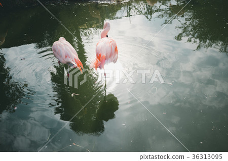 火烈鳥 火鶴 紅鶴 36313095