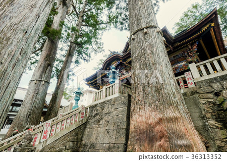 Shigetada Sugi and the shrine Shigetada Sugi and the shrine 36313352