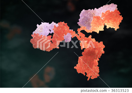 Human antibody (immunoglobulin) Human antibody (immunoglobulin) 36313523