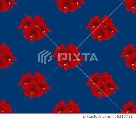 Red Amaryllis on Indigo Blue Background Red Amaryllis on Indigo Blue Background 36313751