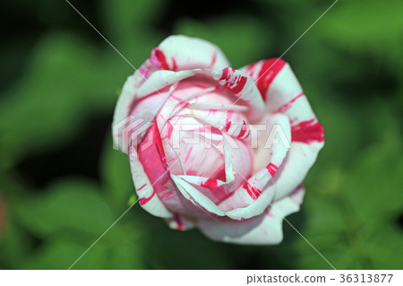 Roses of flowers 18 36313877