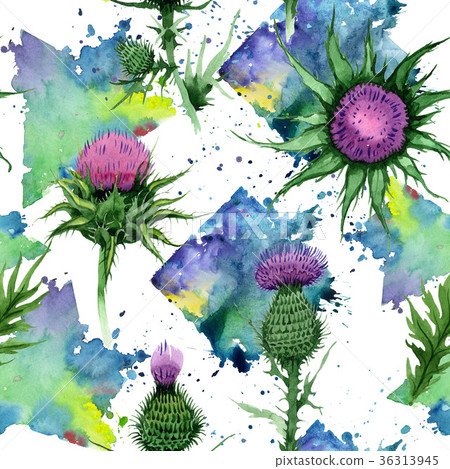 Wildflower budyak flower pattern in a watercolor 36313945