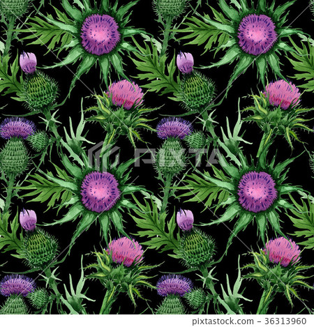 Wildflower budyak flower pattern in a watercolor Wildflower budyak flower pattern in a watercolor 36313960