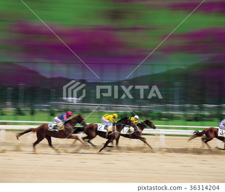 Seoul Racing Park, Gwacheon, Gyeonggi-do Seoul Racing Park, Gwacheon, Gyeonggi-do 36314204