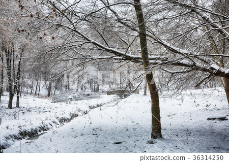 Beautiful winter landscape with snow covered trees 36314250