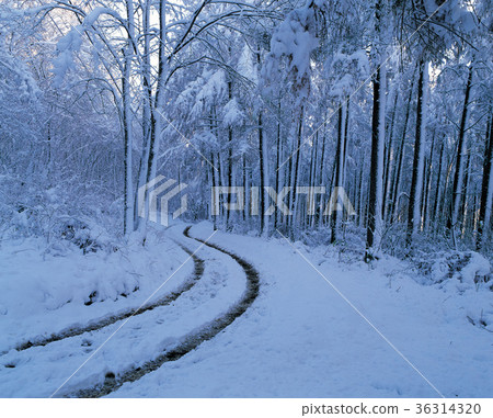 path path 36314320