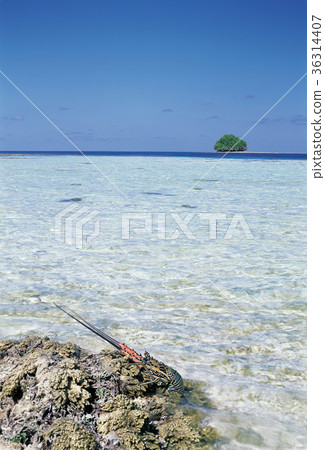 Lobster, Palau 36314407