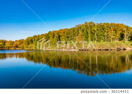 國有武藏丘陵森林公園秋天風景 36314431