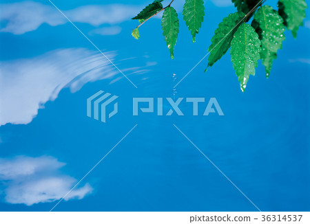 Ripples, leaves Ripples, leaves 36314537