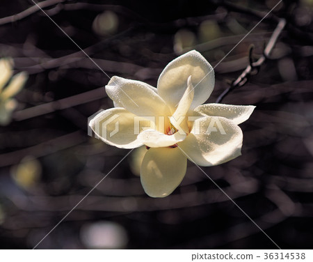 magnolia magnolia 36314538