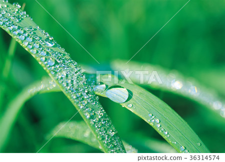Water droplets, grass leaves Water droplets, grass leaves 36314574