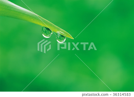 Water droplets, grass leaves 36314583