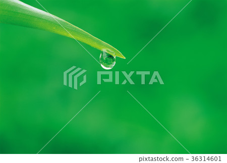 Water droplets, grass leaves 36314601