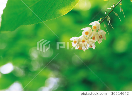 Walnut tree flower 36314642