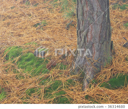 pine needles 36314680
