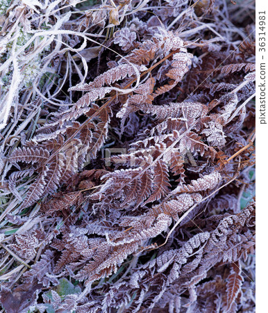 Plant, close-up 36314981