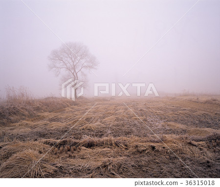 Paddy field, fog, field Paddy field, fog, field 36315018