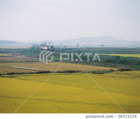 Korea Korea 36315234