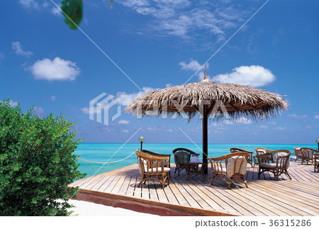 Plants, chairs, resorts Plants, chairs, resorts 36315286