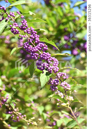 Komurasaki (small purple) 36315296