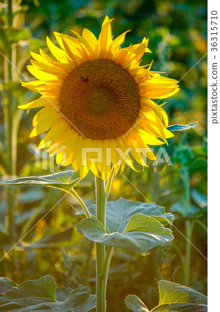 Sunflower 36315710