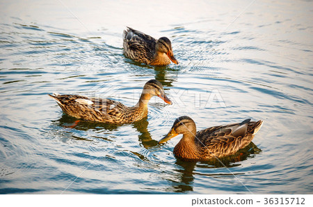 Three happy ducks 36315712