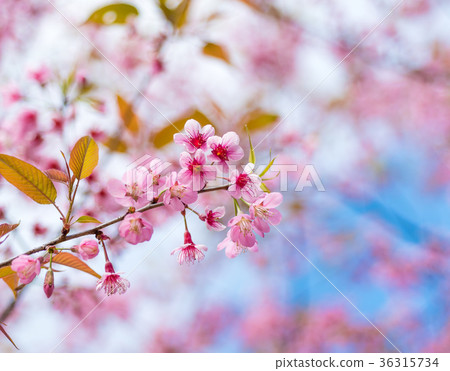 Cherry blossoms or Sakura flower in   Thailand 36315734