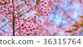 Cherry blossoms or Sakura flower in   Thailand 36315764