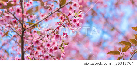 Cherry blossoms or Sakura flower in   Thailand 36315764