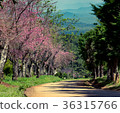 Cherry blossoms or Sakura flower in Thailand Cherry blossoms or Sakura flower in Thailand 36315766