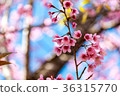 Cherry blossoms or Sakura flower in Thailand Cherry blossoms or Sakura flower in Thailand 36315770