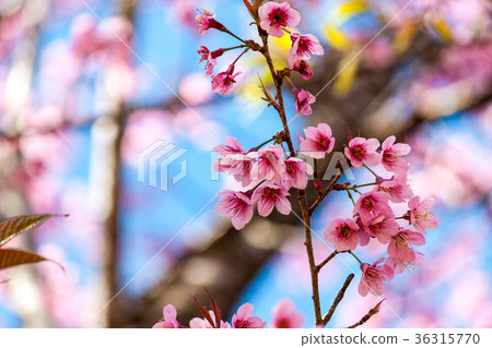 Cherry blossoms or Sakura flower in   Thailand 36315770