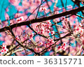 Cherry blossoms or Sakura flower in Thailand Cherry blossoms or Sakura flower in Thailand 36315771